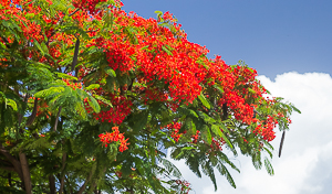 Flamboyant Tree, Tere de Haut, Iles des Saintes